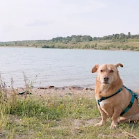 Schlafende Hunde (© Jenia Bayat Mokhtari, Amelie Befeldt, Samuli Salonen, Sarah Veith)
